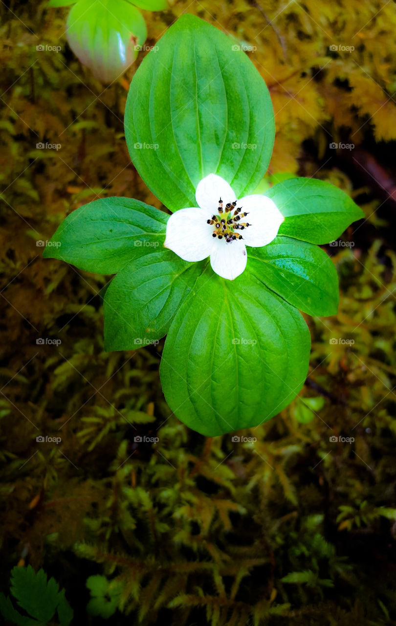 Blossom and Leaves