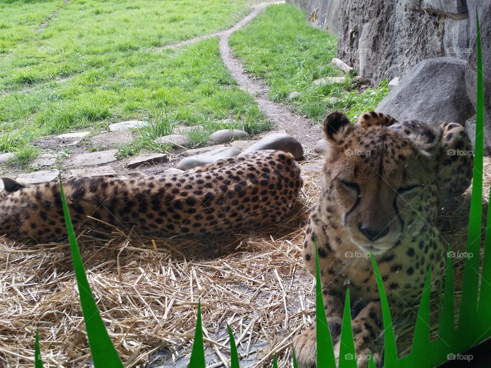 say cheeta. trip too the zoo