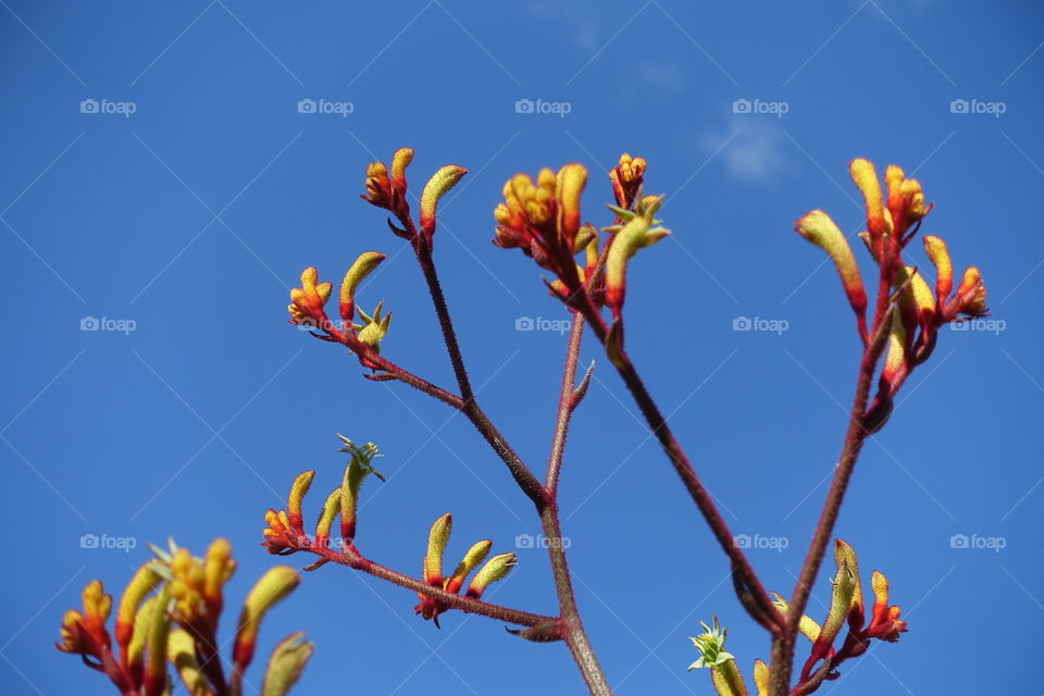Australian wildflower called kangaroo paw.