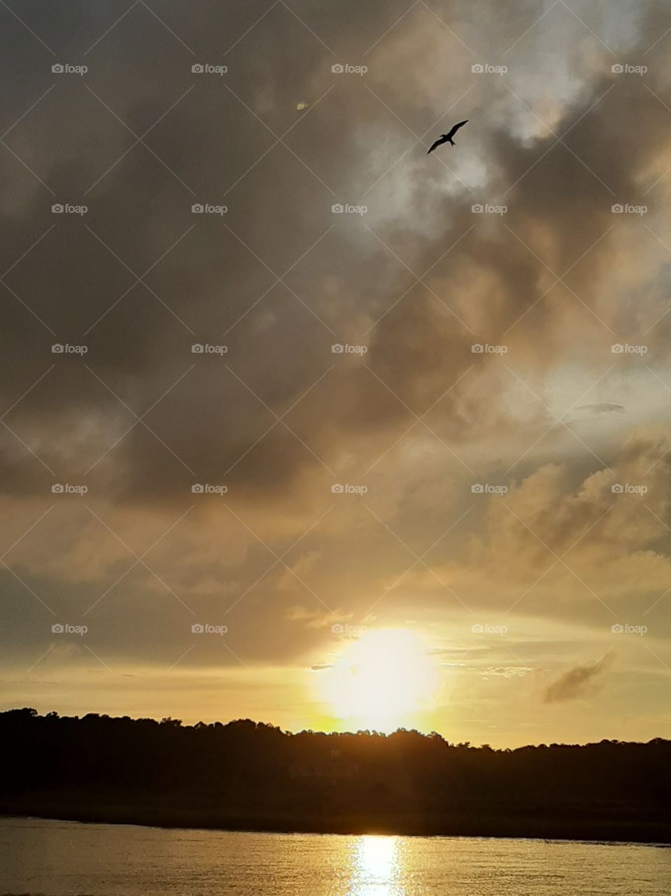 clouds build over the salt marsh at sunset silhouette of sea gull