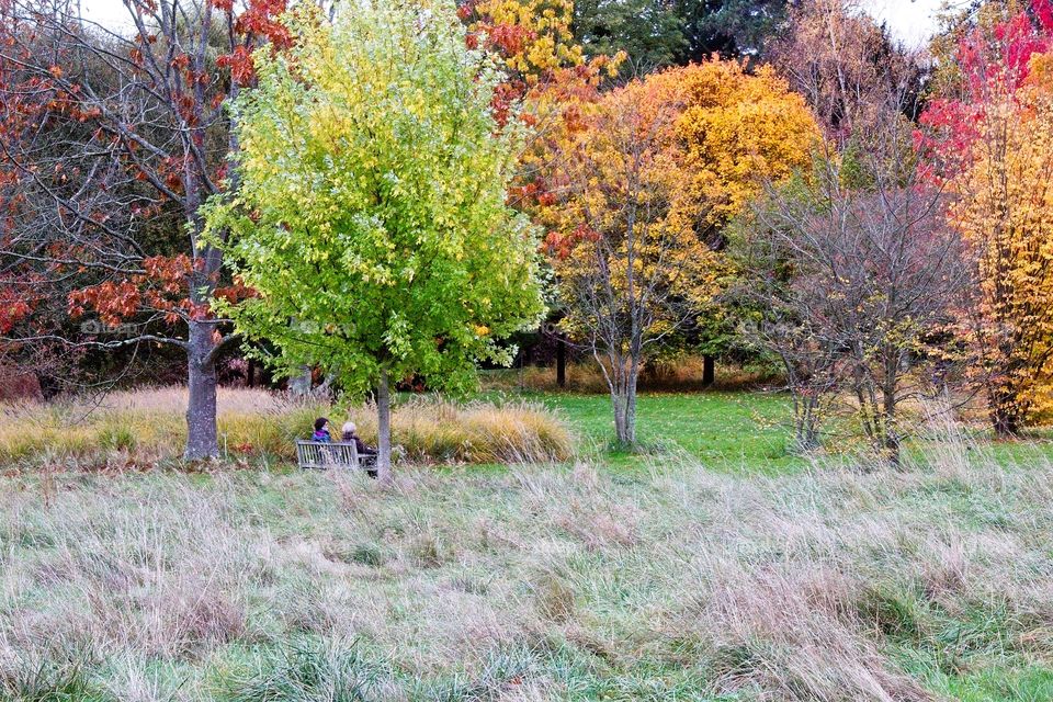 autumn tree in the park