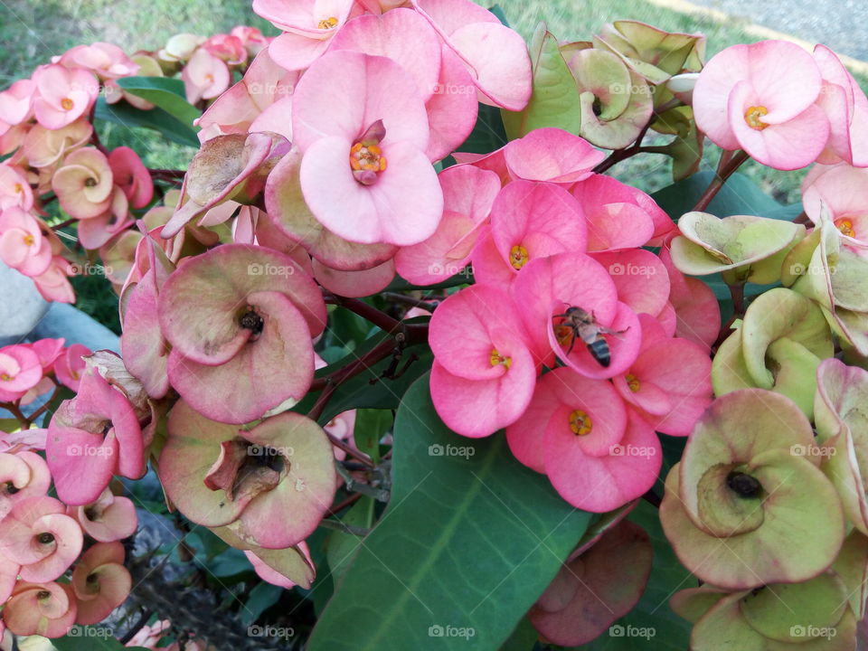 crown of thorns flower