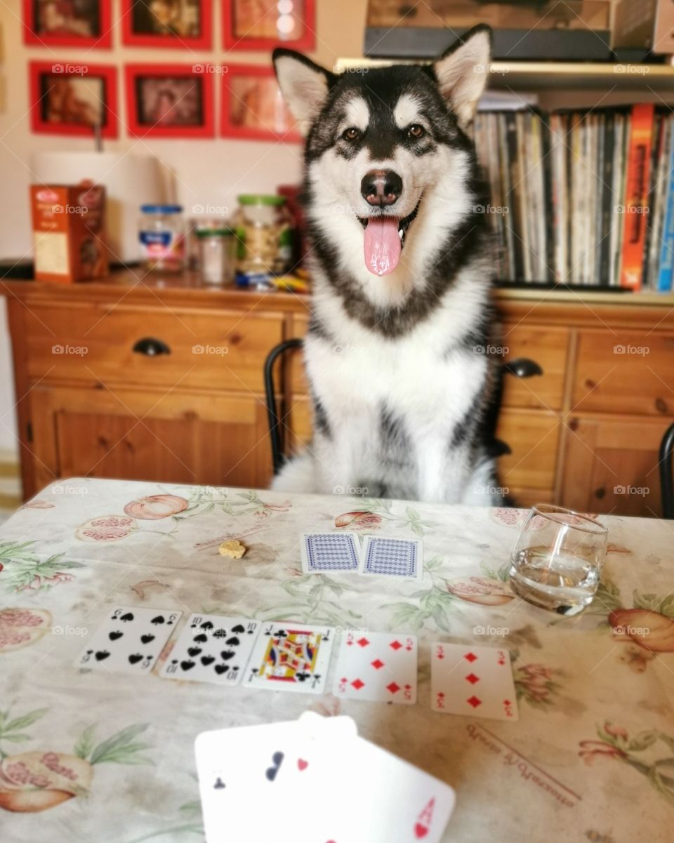 Poker and dog
