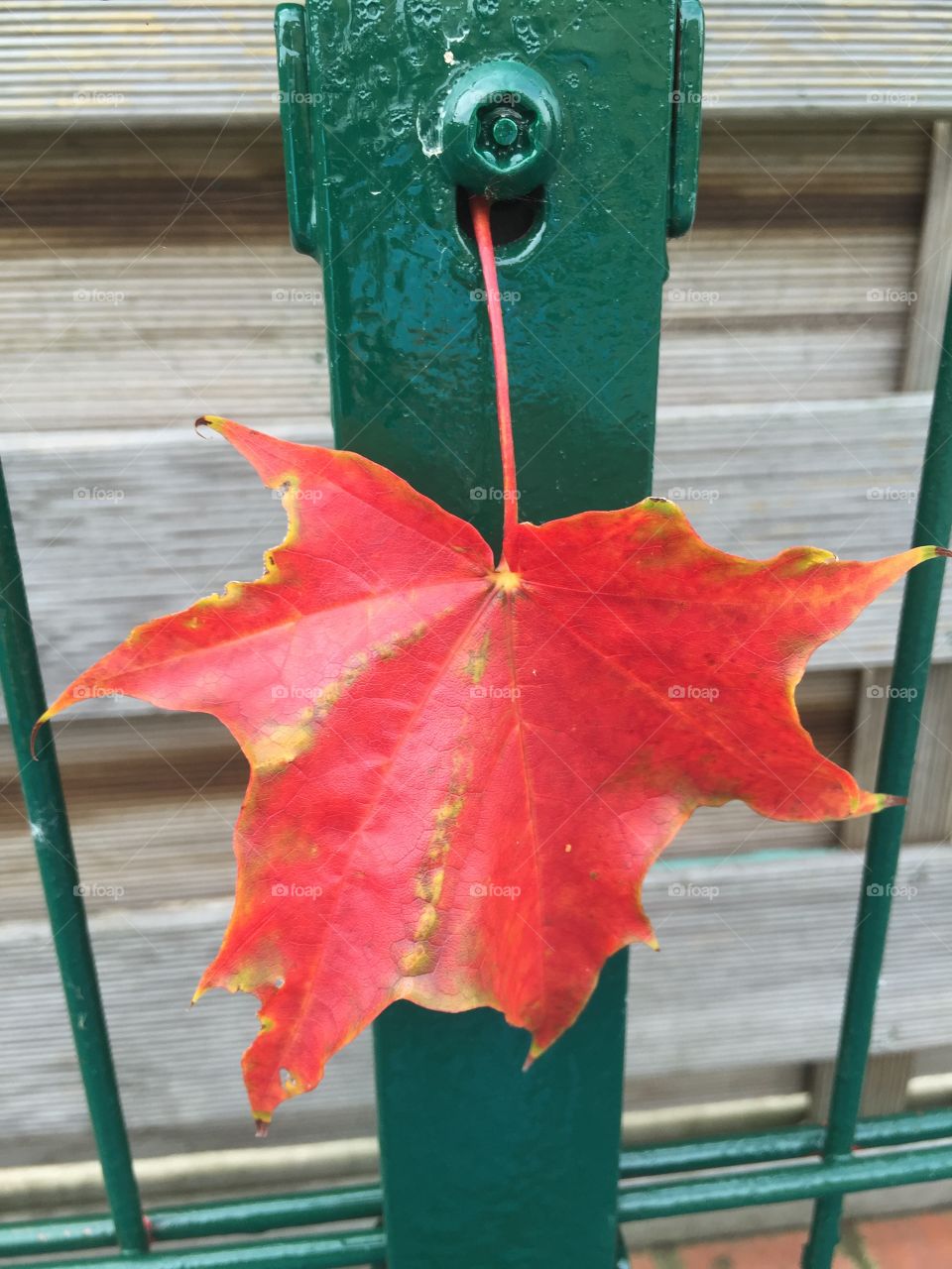 Red Leaf