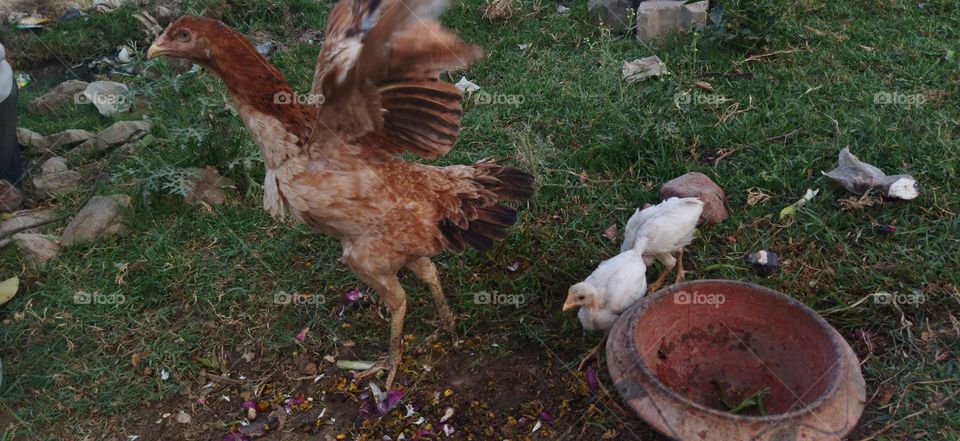 a hen with its two white hybrid chicks