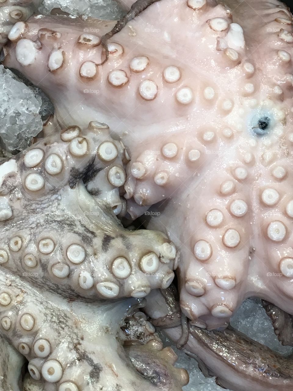 Frozen octopus tentacles 