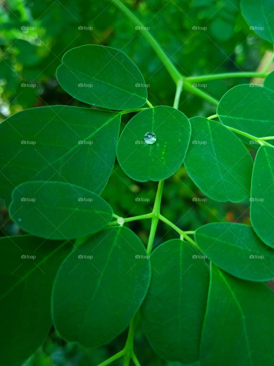 The rest of the rain