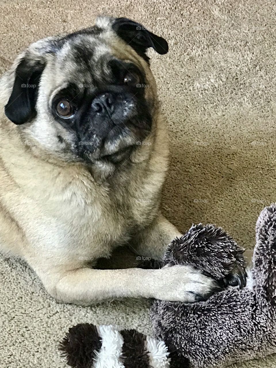 Fawn pug