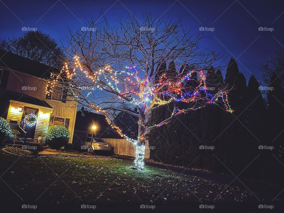 Christmas lights hung on a tree.. 