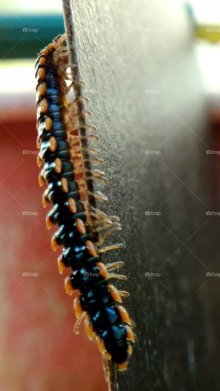 star caterpillar