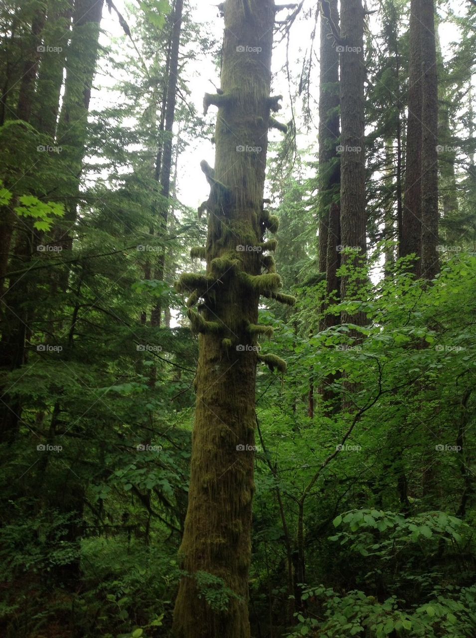 Large green moss tree