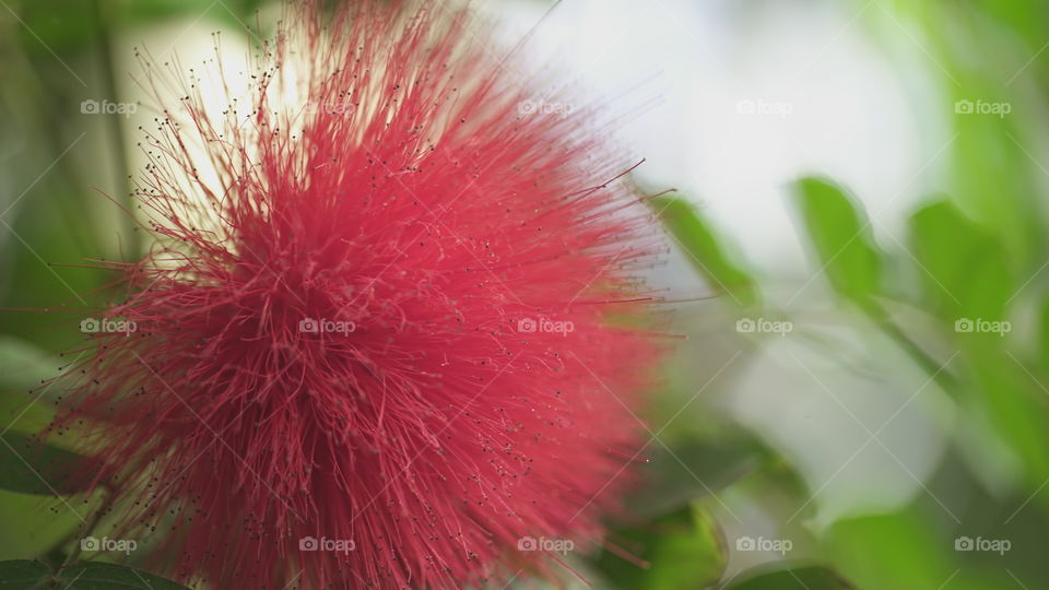 Fluffy Flower