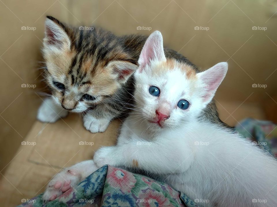 Cute kittens in their natural expression
