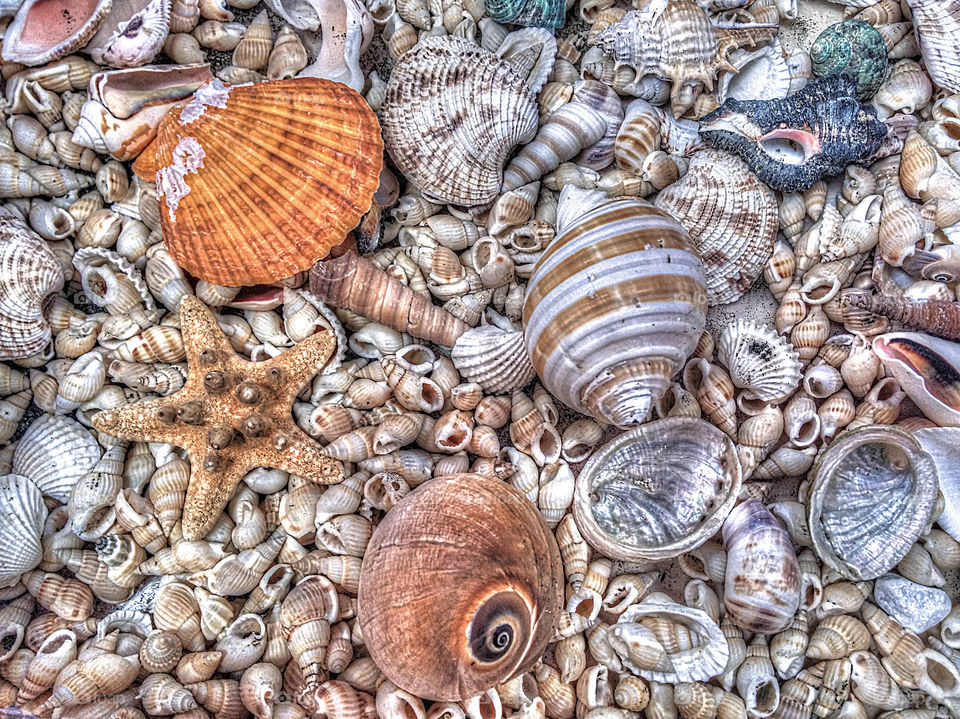 Elevated view of seashell