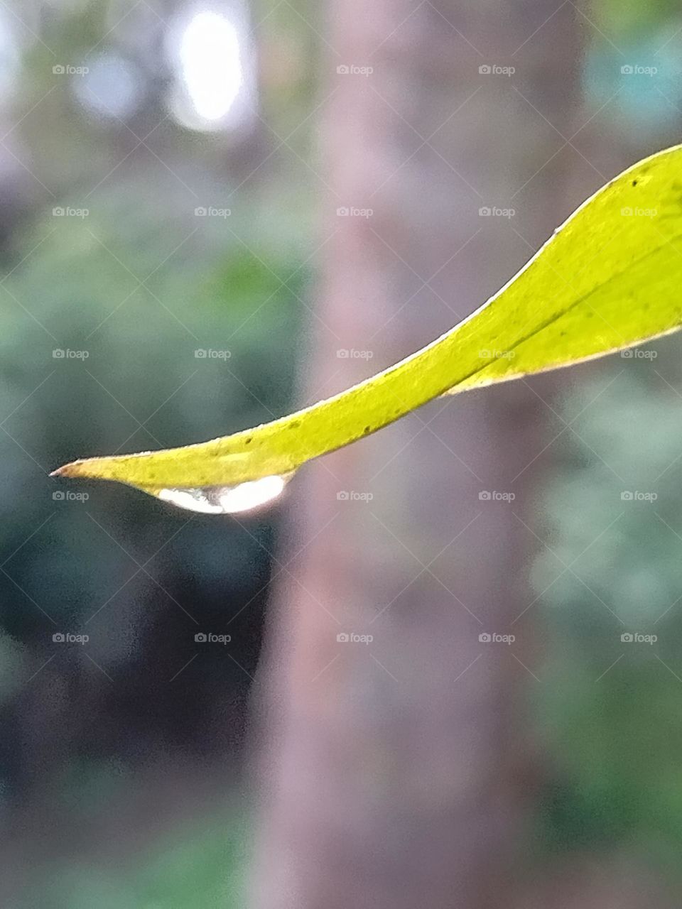 dew drops