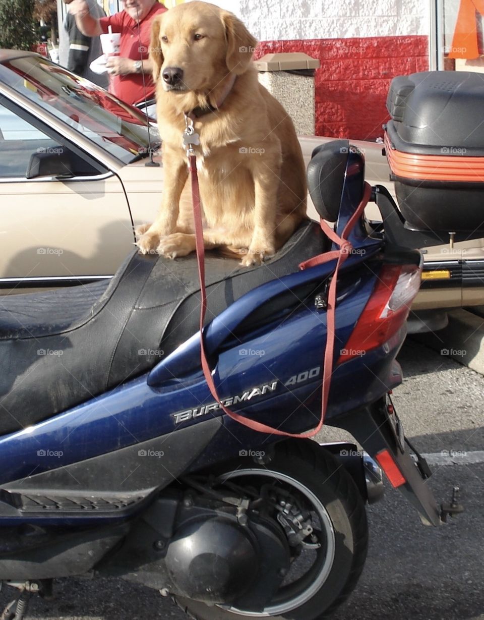 Dog sitting on the back of a motorcycle 