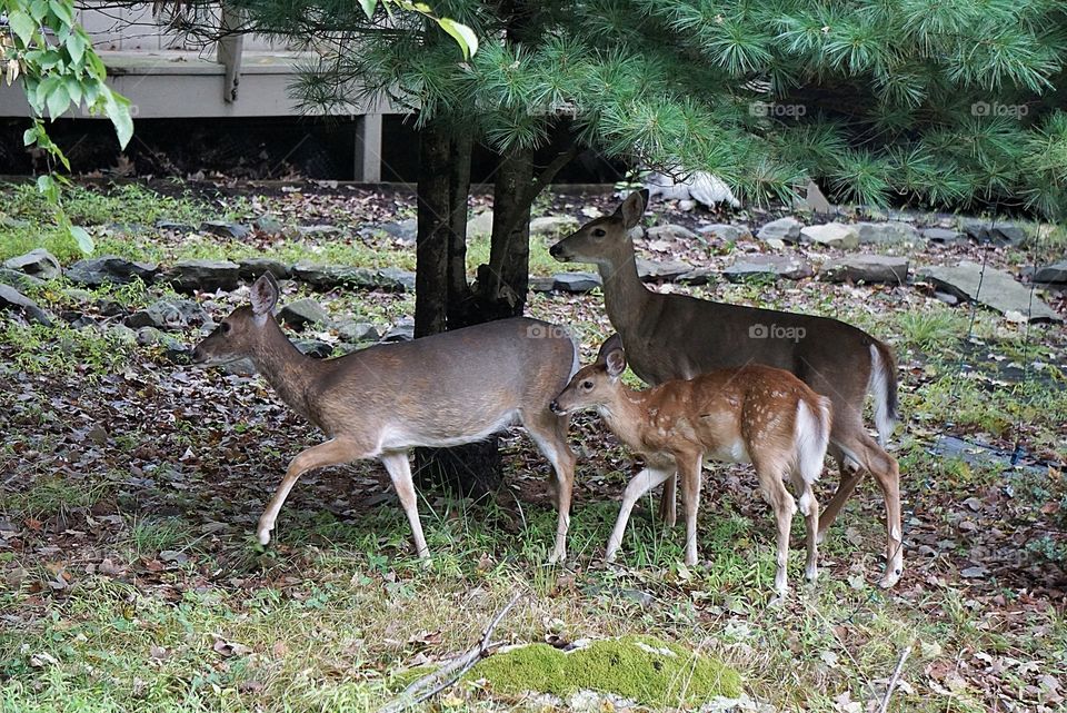 Happy Deer Family
