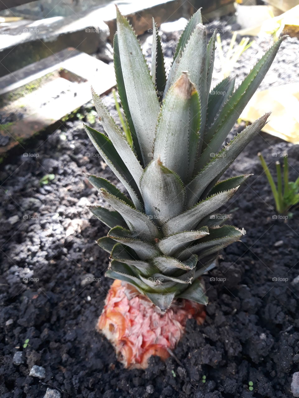 pineaplle