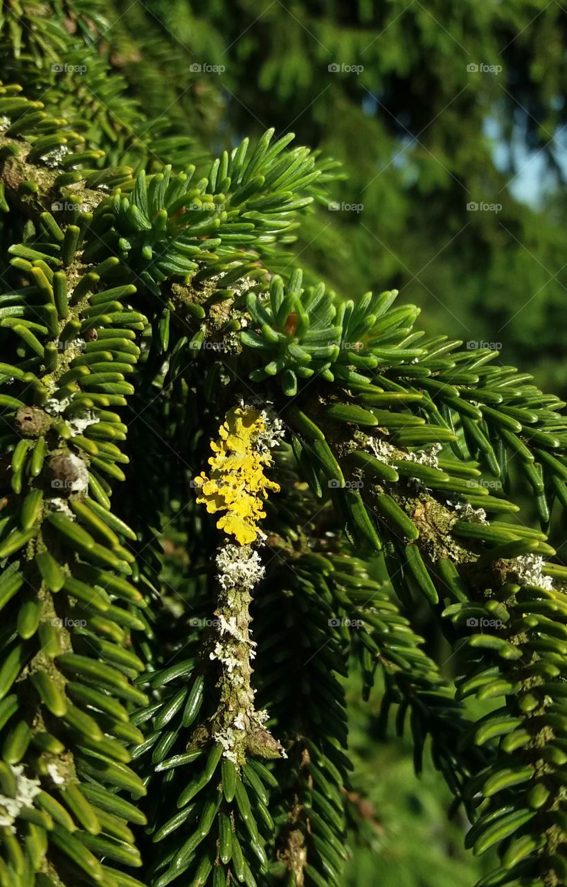 conifer branch with moos
