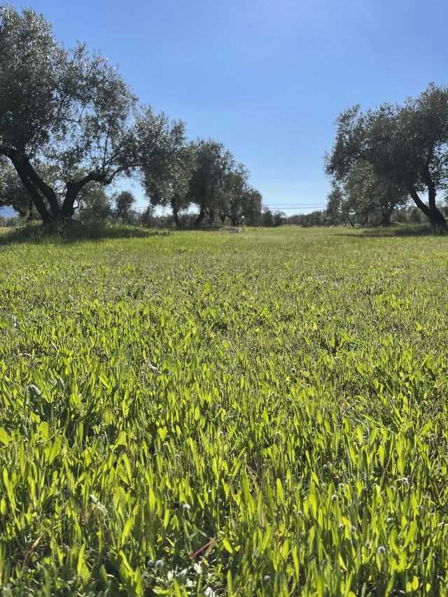 Olivos 