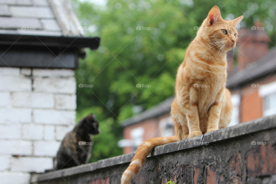 Cat, Animal, Portrait, No Person, Nature