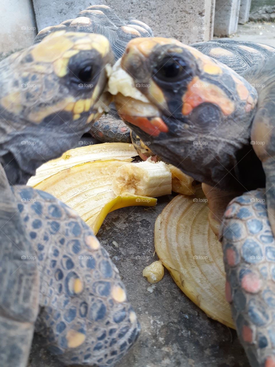 Tortoise version of "The lady and the Tramp"🤣. Couple of tortoises sharing a piece of bananas. This is actually a couple that lives in my backyard and I love them.