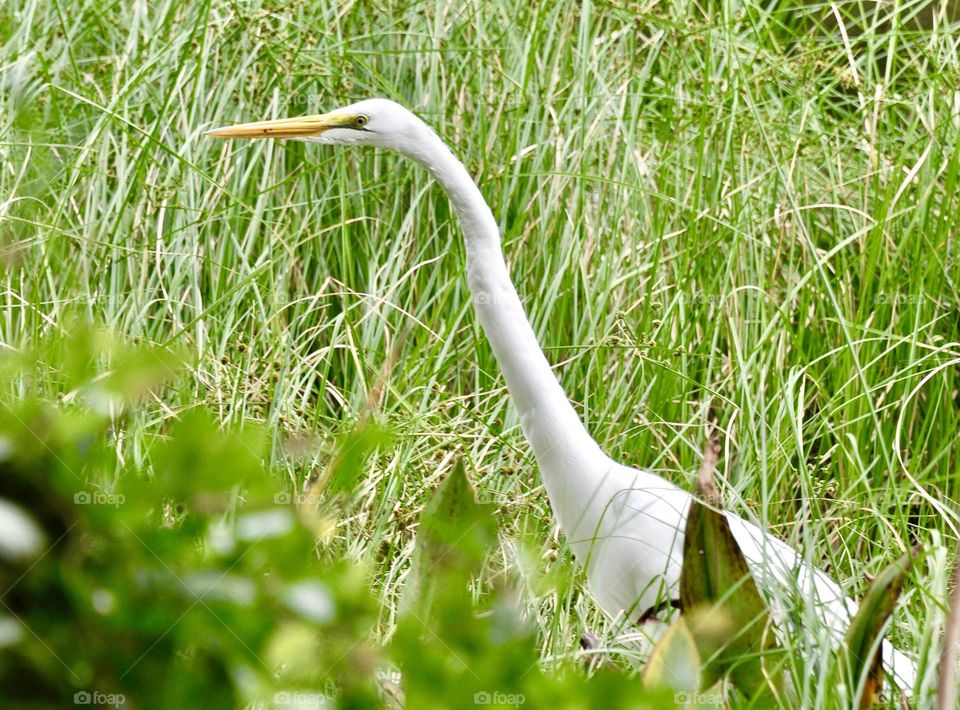 White egret walking through the grass 