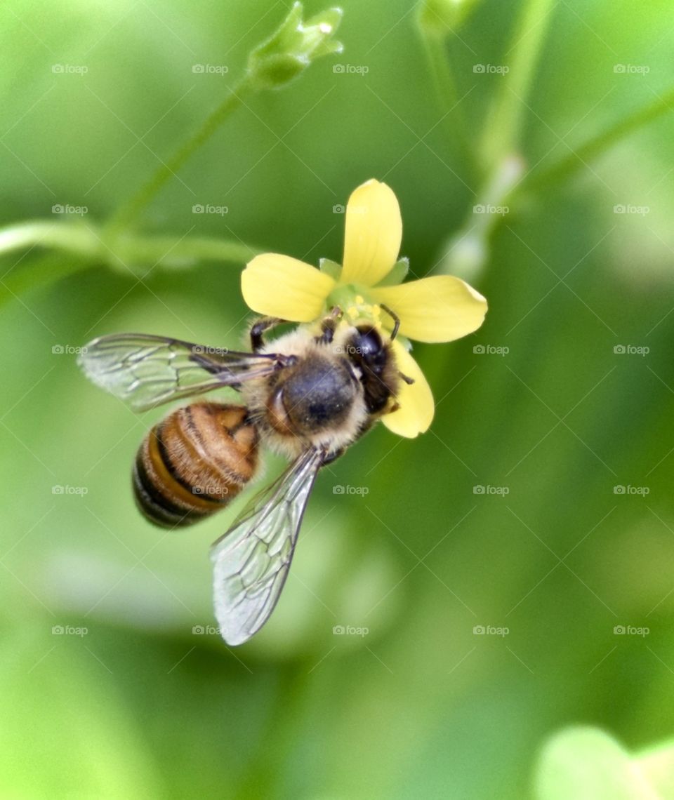Bee-utiful