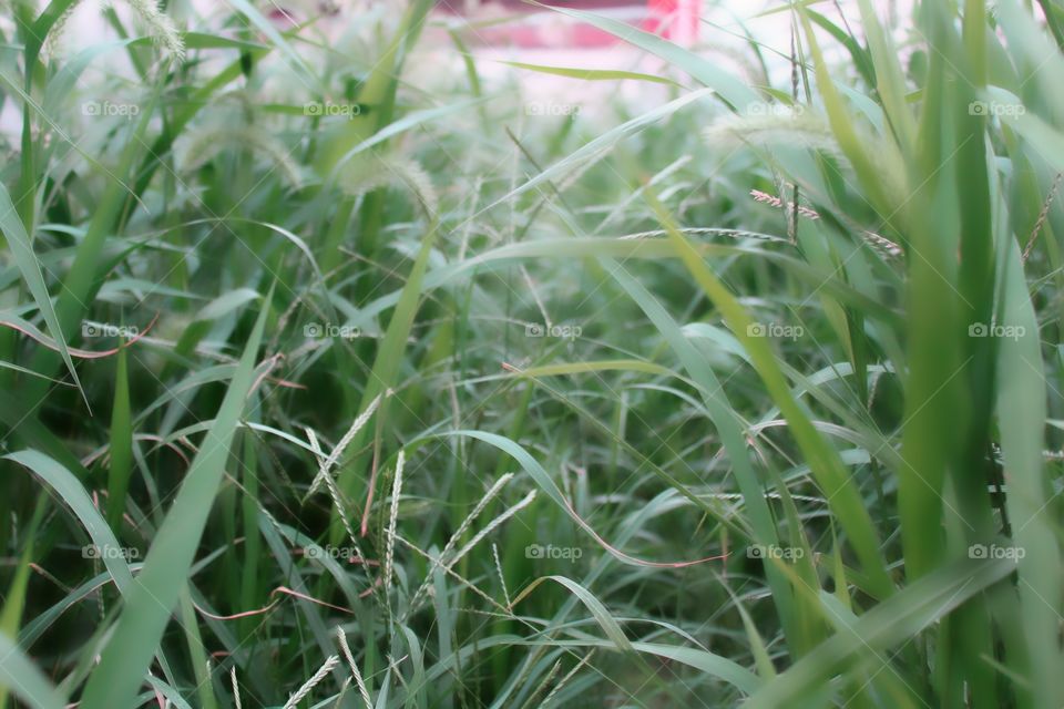 Flora, Growth, Grass, Leaf, Garden