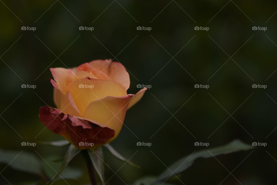 Red and maroon rose bud