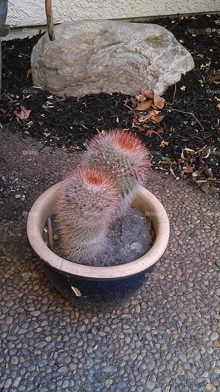 Twin potted plants. Working in the front yard
