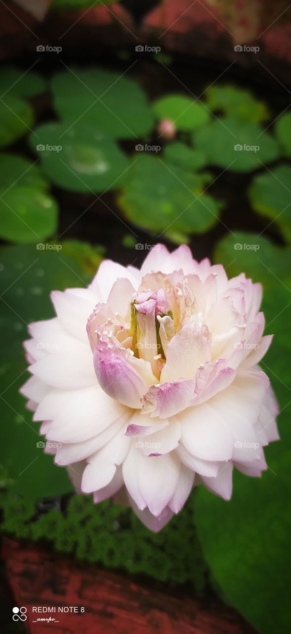 1000 petaled lotus flower blushing under the monsoon sun.😍