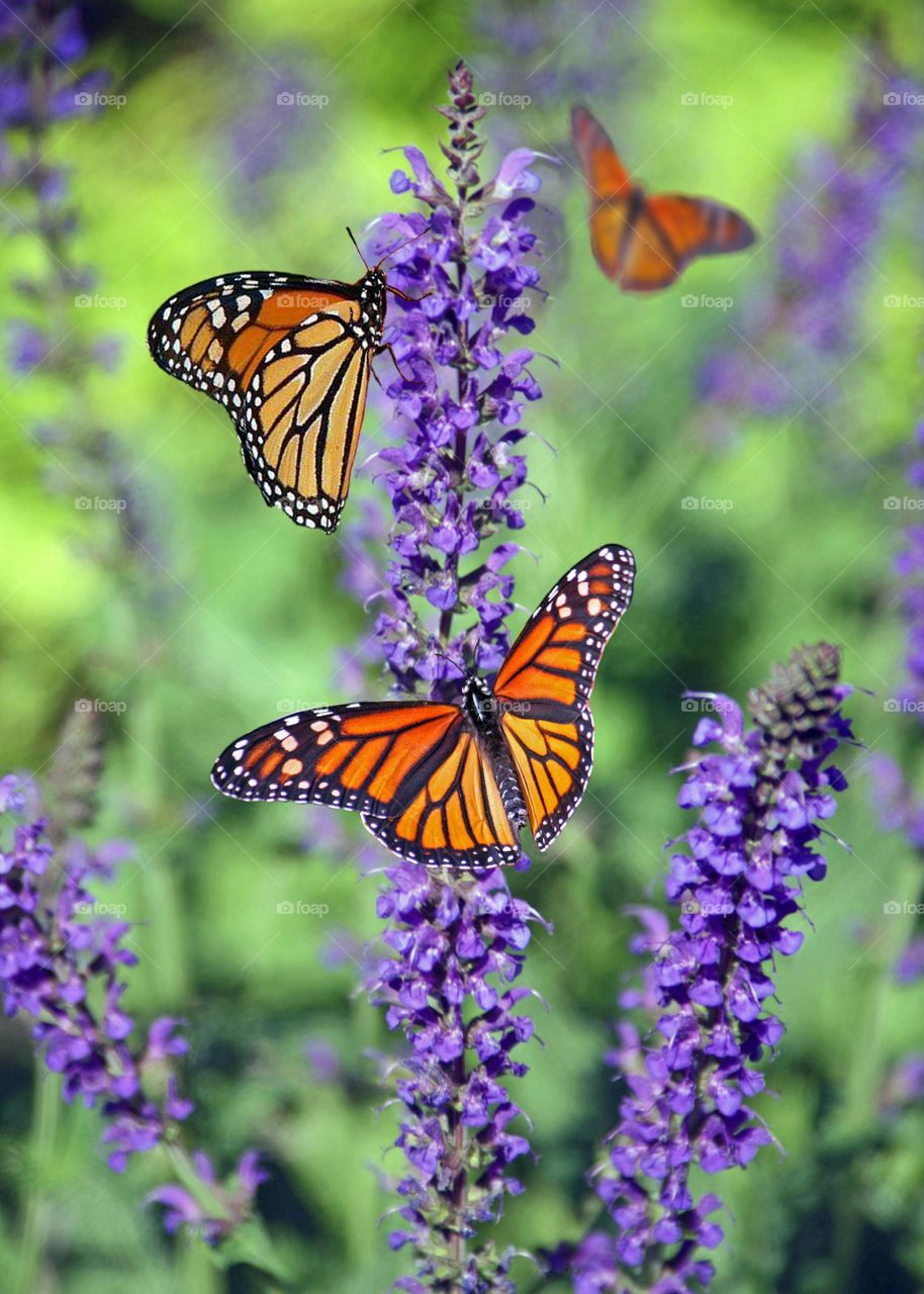 Butterfly perching on the flowers creating a stunning and beautiful view.