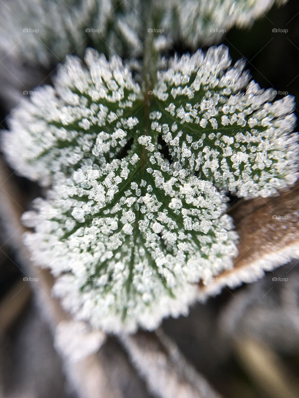 Close-up of leaf in winter