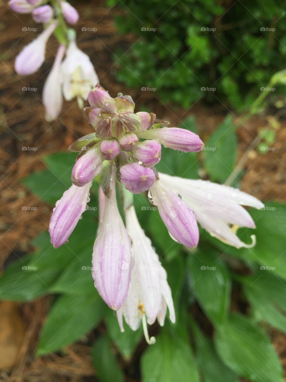 Hosta flower
