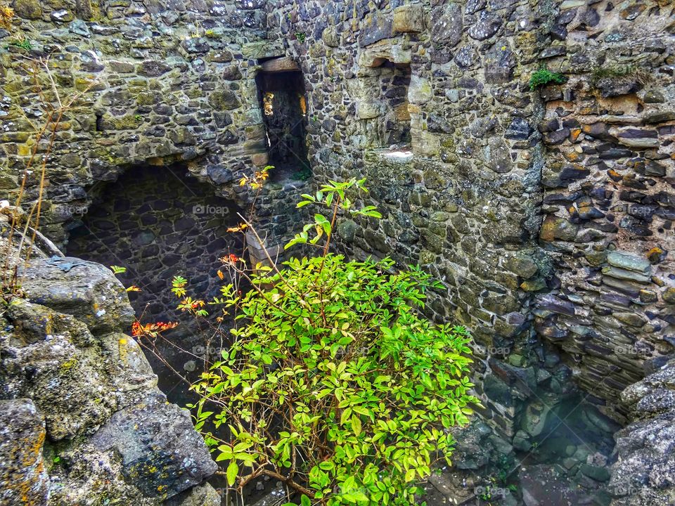 Nature reclaims castle