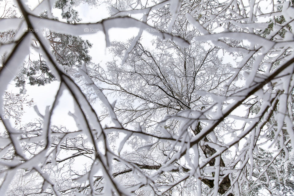 Pretty winter woodland, view looking up to the snowy tree tops