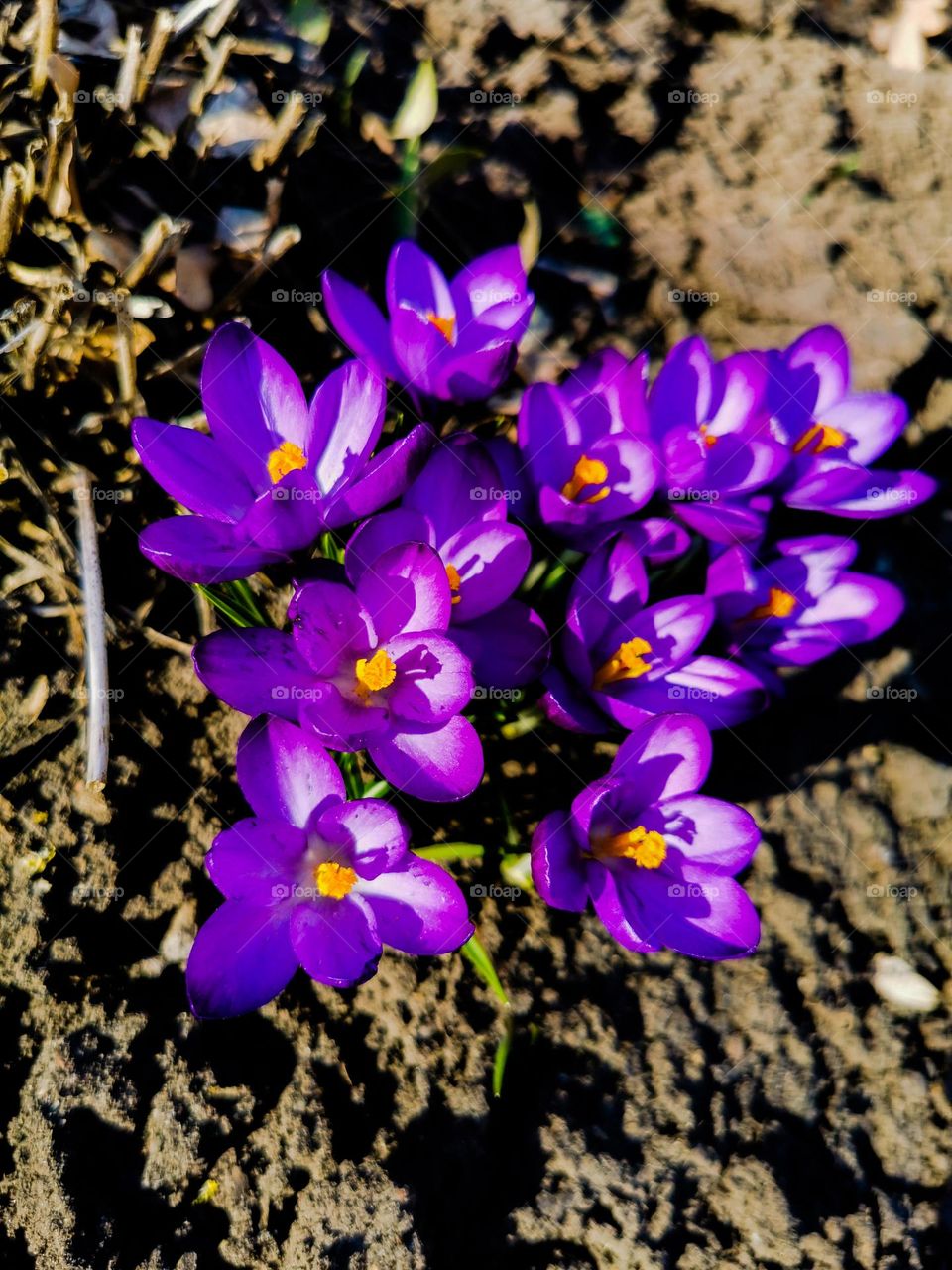 Purple flowers crocus plant part shades ground soil Earth eco wild alone separate blossom petals yellow form circle ellipce Light day reys