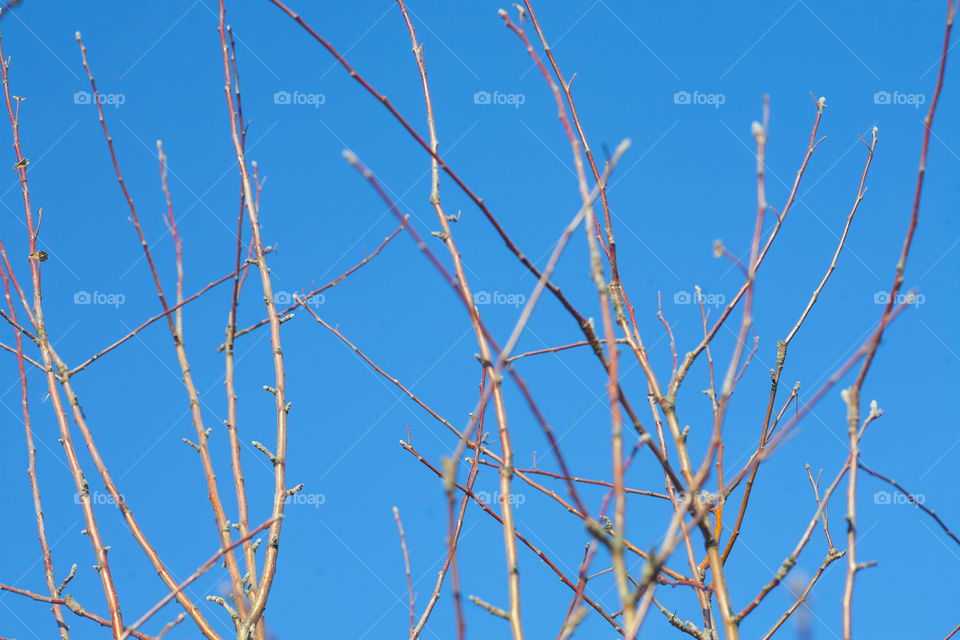 spring mood branches 