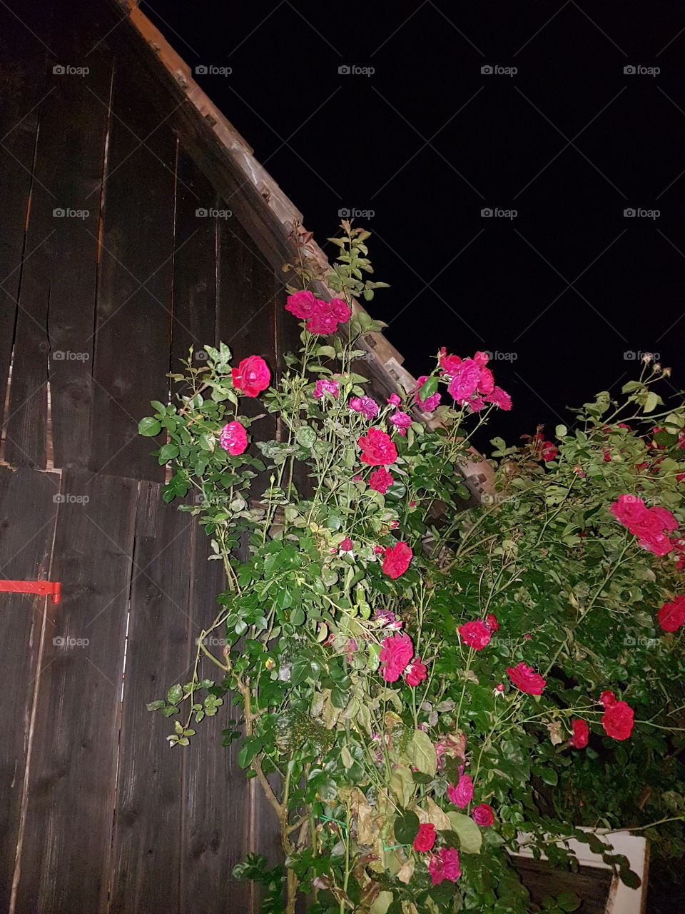 Roses at night