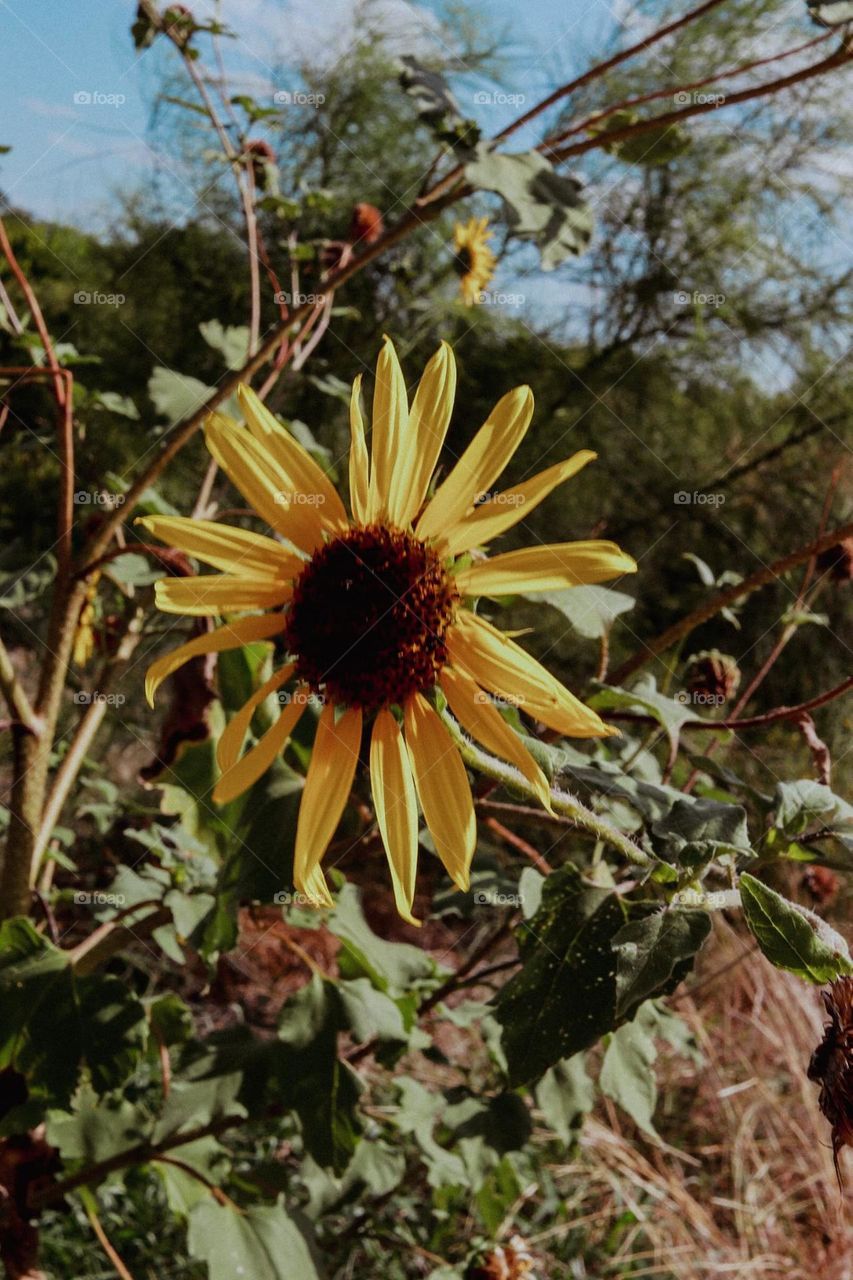 Sunflower core