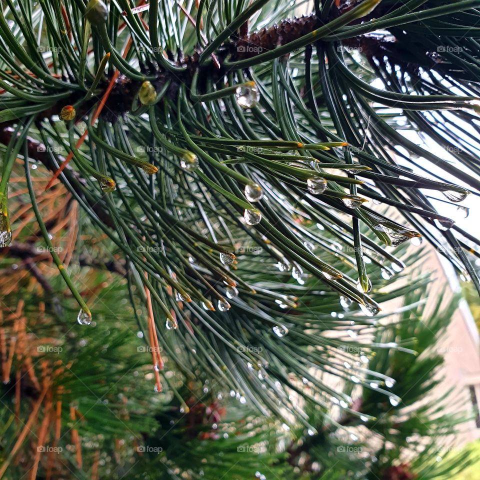 Raindrops on a pine tree needles