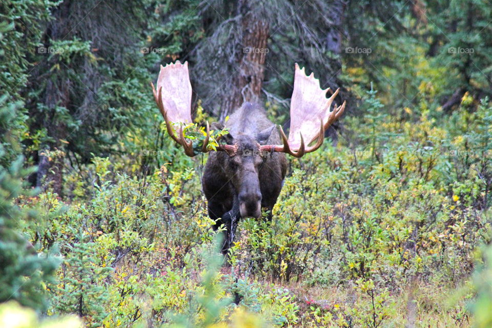 1 moose