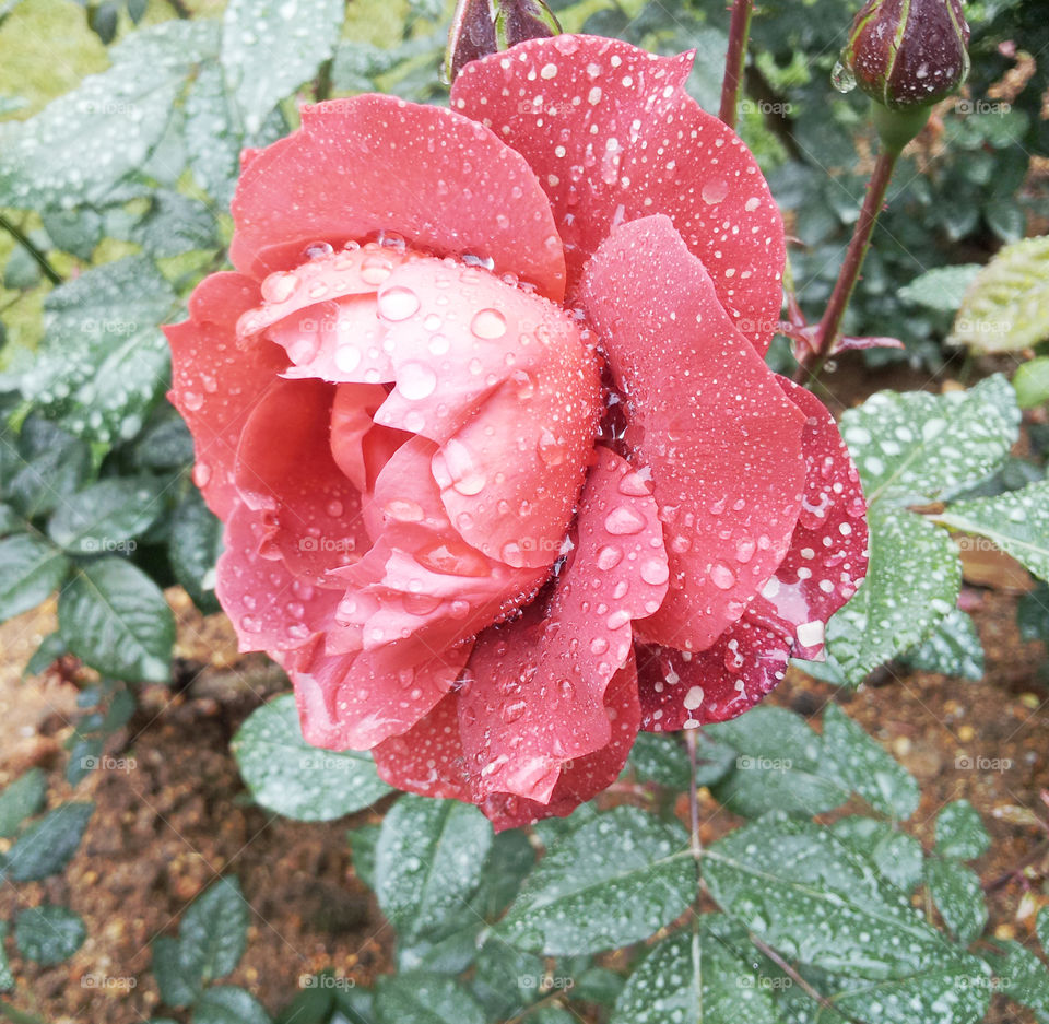 dark red rose flower with rain drops(dew drops)