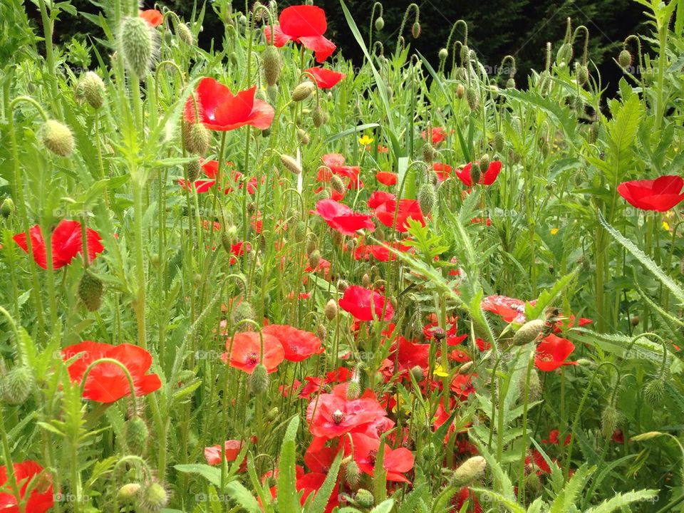 Poppies