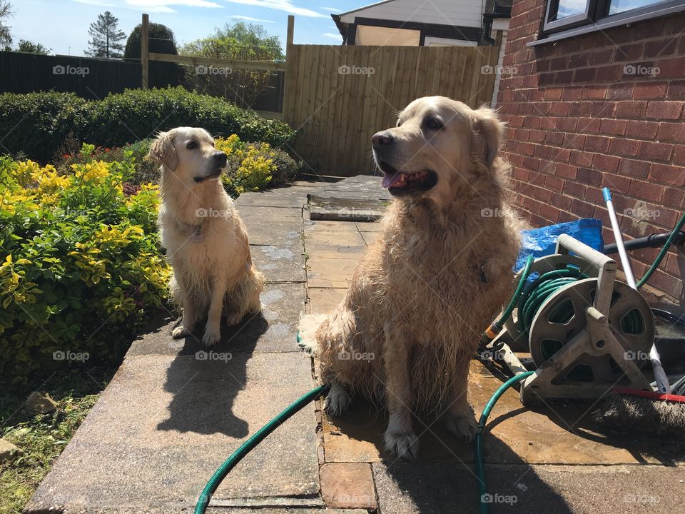 Mammal, No Person, Dog, Two, Family