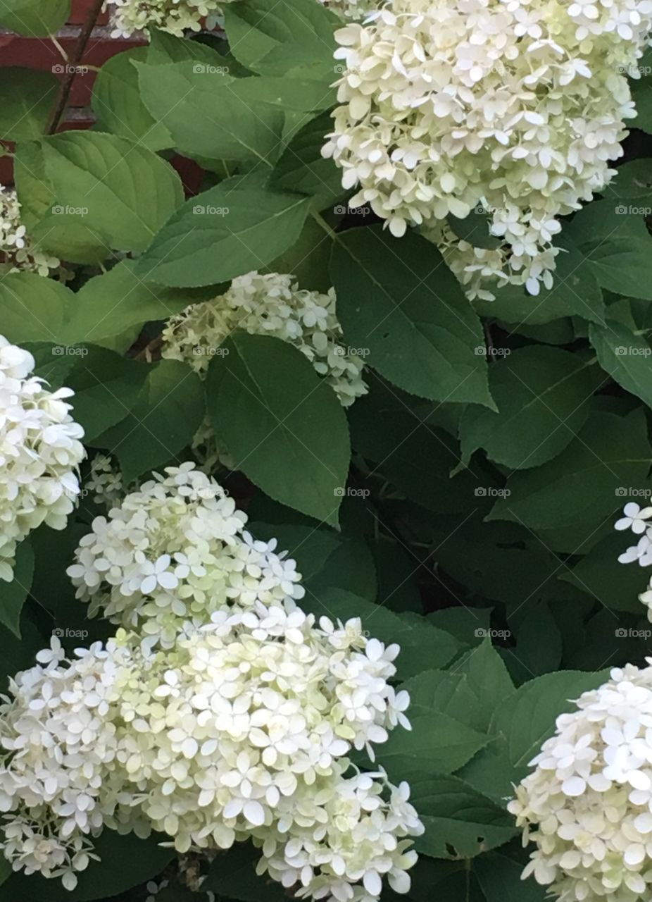 Hydrangea Pom poms 