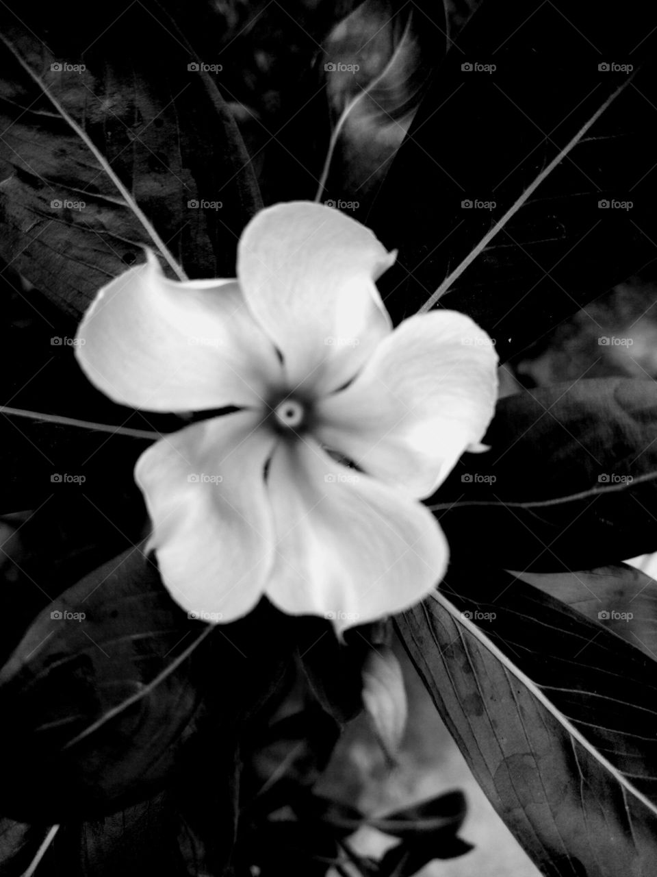 flower .. black and White