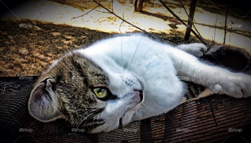 Sweetheart Max three