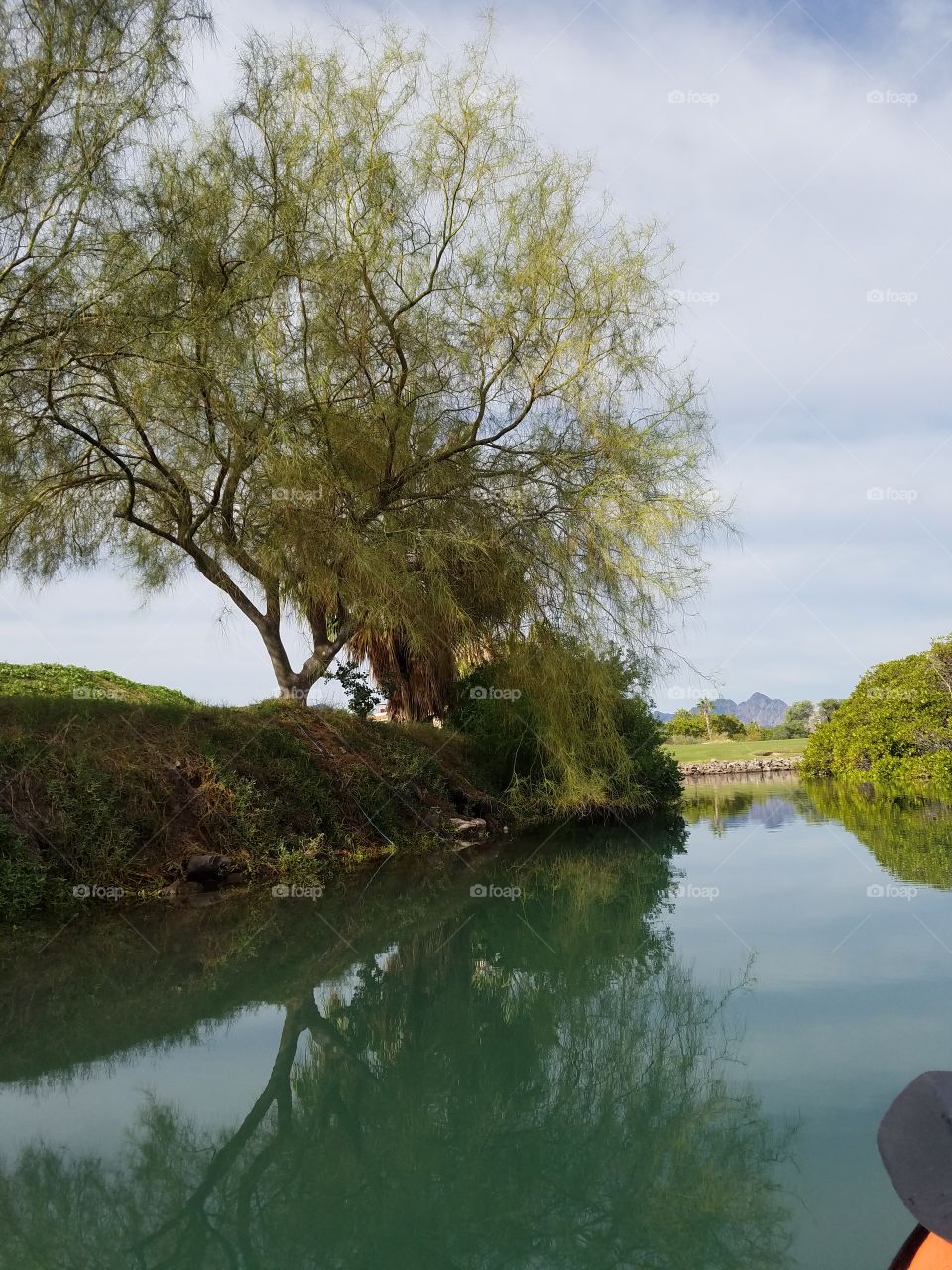 Tree reflecting in lake